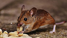 24 Hour & Emergency Exterminators in Key West, IA